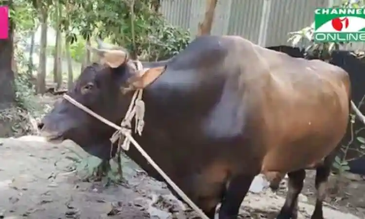 বিক্রির জন্য প্রস্তুত শখের রাজাবাবুর ছবি, বাংলাদেশি সংবাদপত্রের জন্য উপযুক্ত. Channel i News - চ্যানেল আই নিউজ