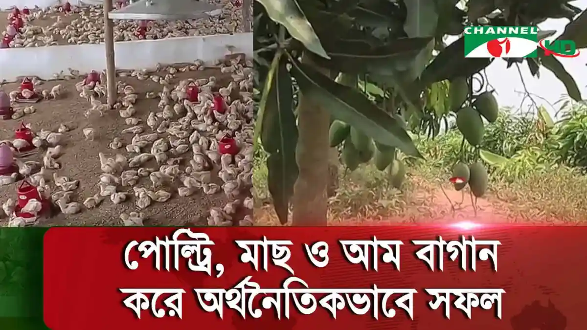 নওগাঁয় সমন্বিত খামারে হাঁস-মুরগি ও আম বাগান. Channel i News - চ্যানেল আই নিউজ