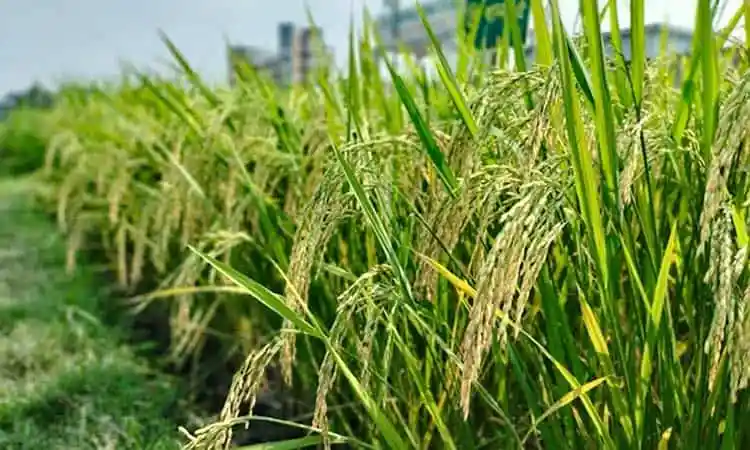 বোরো ধান ক্ষেতের ছবি, বাংলাদেশে ধান চাষের দৃশ্য. Channel i News - চ্যানেল আই নিউজ
