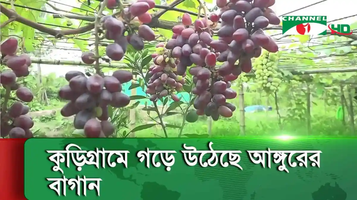 আঙ্গুরের বাগানে ঝুলন্ত রঙিন আঙ্গুরের ঝুড়ি. Channel i News - চ্যানেল আই নিউজ