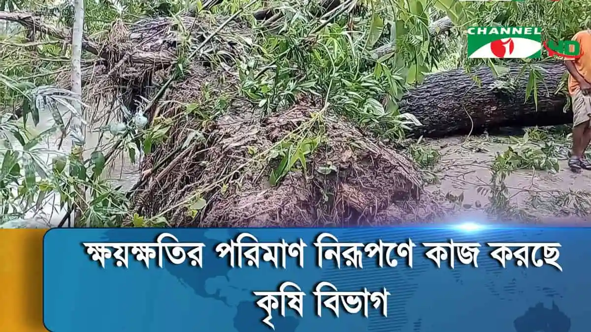 উপকূলীয় অঞ্চলে ঘূর্ণিঝড়ের কারণে ব্যাপক ক্ষতি, কৃষি বিভাগ ক্ষতিগ্রস্ত. Channel i News - চ্যানেল আই নিউজ