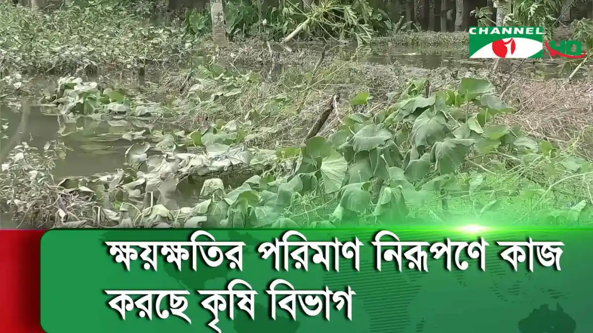 উপকূলীয় অঞ্চলে ঘূর্ণিঝড় রিমালের প্রভাব, কৃষি ক্ষতি. Channel i News - চ্যানেল আই নিউজ