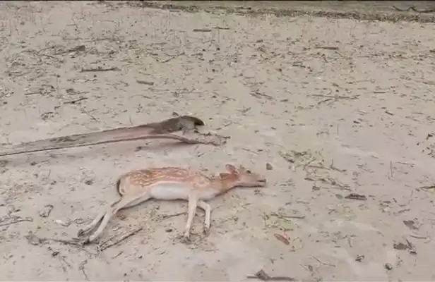 সুন্দরবনে মৃত হরিণের দেহ, রেমাল তাণ্ডবের পর ক্ষতিগ্রস্ত প্রাণি. Channel i News - চ্যানেল আই নিউজ