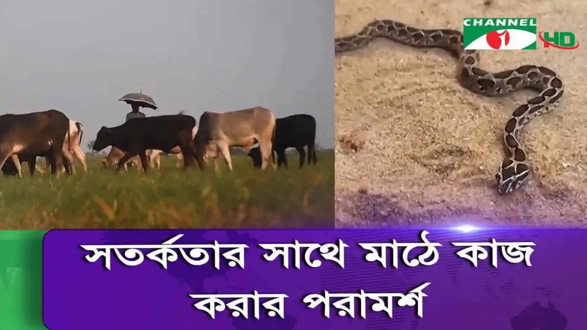 গবাদি পশুর পাশে সাপের ছবি, বাংলাদেশে চ্যানেল আই অনলাইন. Channel i News - চ্যানেল আই নিউজ