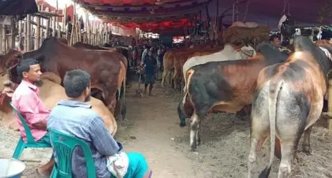 কোরবানির পশুর বাজারে ক্রেতা ও বিক্রেতাদের ভিড়. Channel i News - চ্যানেল আই নিউজ