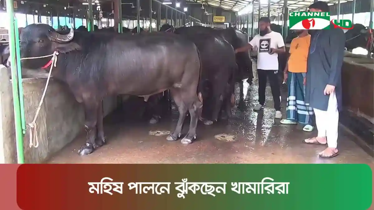 সাভারে মহিষের খামার, খামারিরা মহিষের দেখাশোনা করছেন. Channel i News - চ্যানেল আই নিউজ