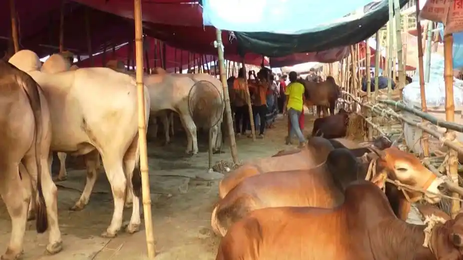 বাজারে গরু ও ছাগল বিক্রির জন্য প্রস্তুত, ভিড় ও হট্টগোল. Channel i News - চ্যানেল আই নিউজ