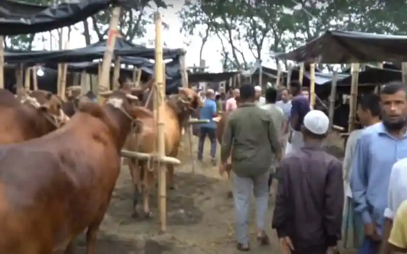 পশুর হাটে মানুষ ও গবাদিপশুর সমাগম, পশুর হাটের দৃশ্য. Channel i News - চ্যানেল আই নিউজ