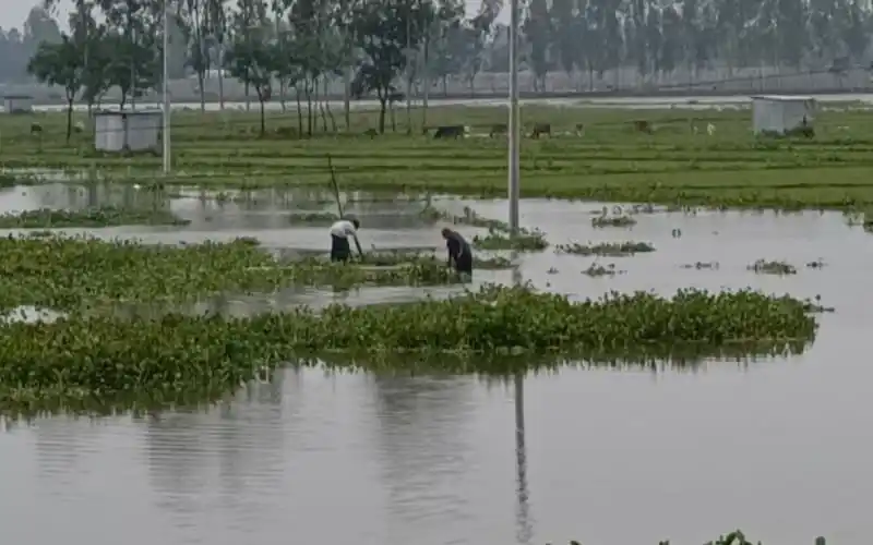 বন্যার পানিতে নিম্নাঞ্চল প্লাবিত, কৃষকরা ধান কাটছেন. Channel i News - চ্যানেল আই নিউজ