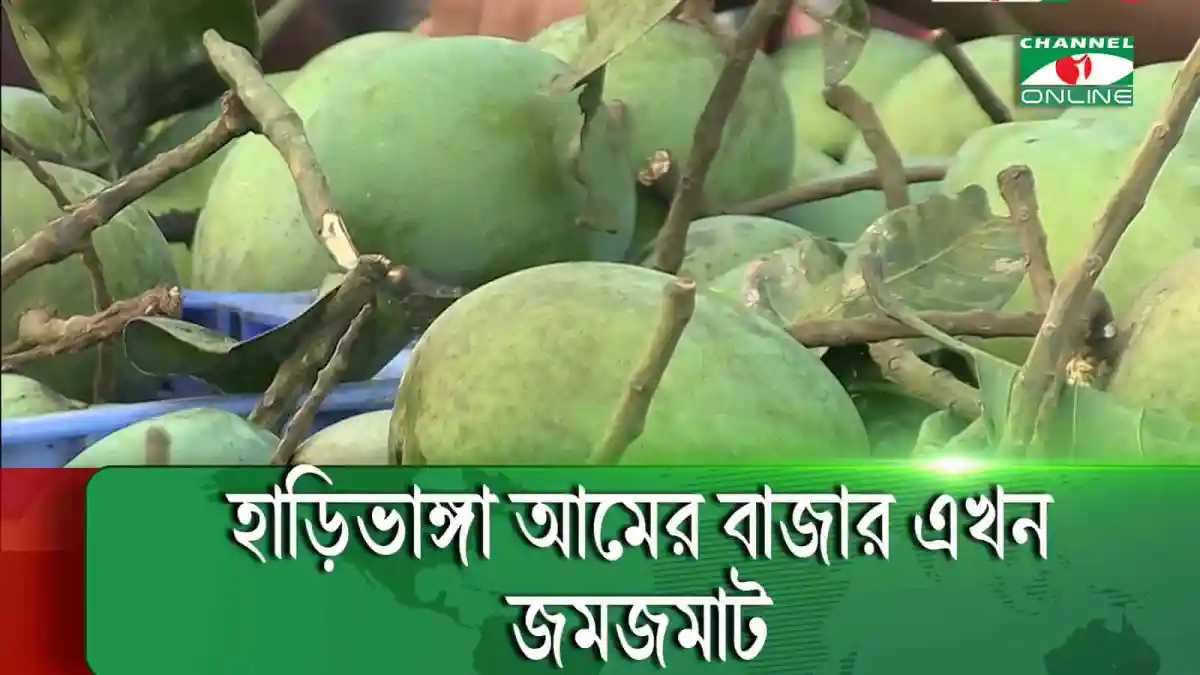 রংপুরের হাড়িভাঙ্গা আমের বাজারে প্রচুর আমের সমাগম. Channel i News - চ্যানেল আই নিউজ
