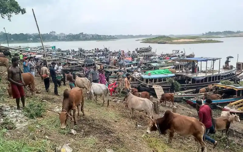 পাহাড়ে জমে উঠেছে কোরবানি পশুর হাটের দৃশ্য।. Channel i News - চ্যানেল আই নিউজ