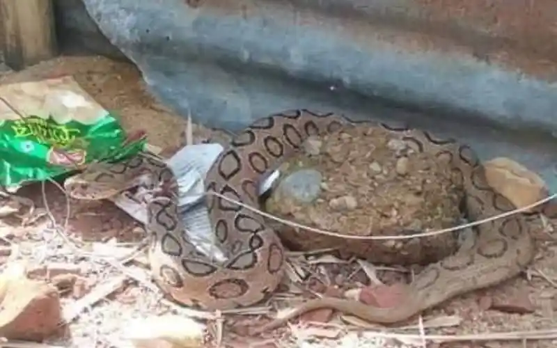 রাসেল ভাইপারের কামড়ে একটি বিষধর সাপের ছবি, বিড়াল মারা গেছে. Channel i News - চ্যানেল আই নিউজ
