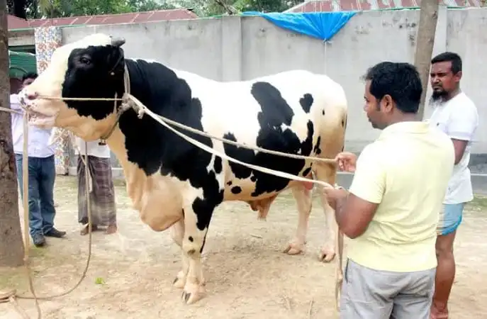 গরু দুধের জন্য প্রস্তুত, পশুপ্রেমীরা দেখছেন. Channel i News - চ্যানেল আই নিউজ