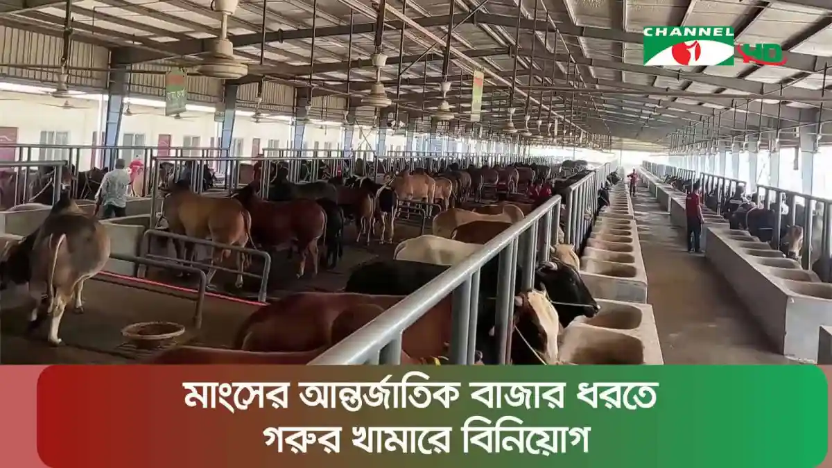 গরুর খামারে বিনিয়োগের জন্য প্রস্তুত পশুসমূহ. Channel i News - চ্যানেল আই নিউজ