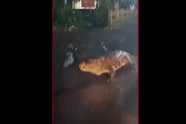 ভারতের রাস্তায় কুমির দেখা গেছে, ভারী বৃষ্টির পর জলাবদ্ধতা সৃষ্টি. Channel i News - চ্যানেল আই নিউজ