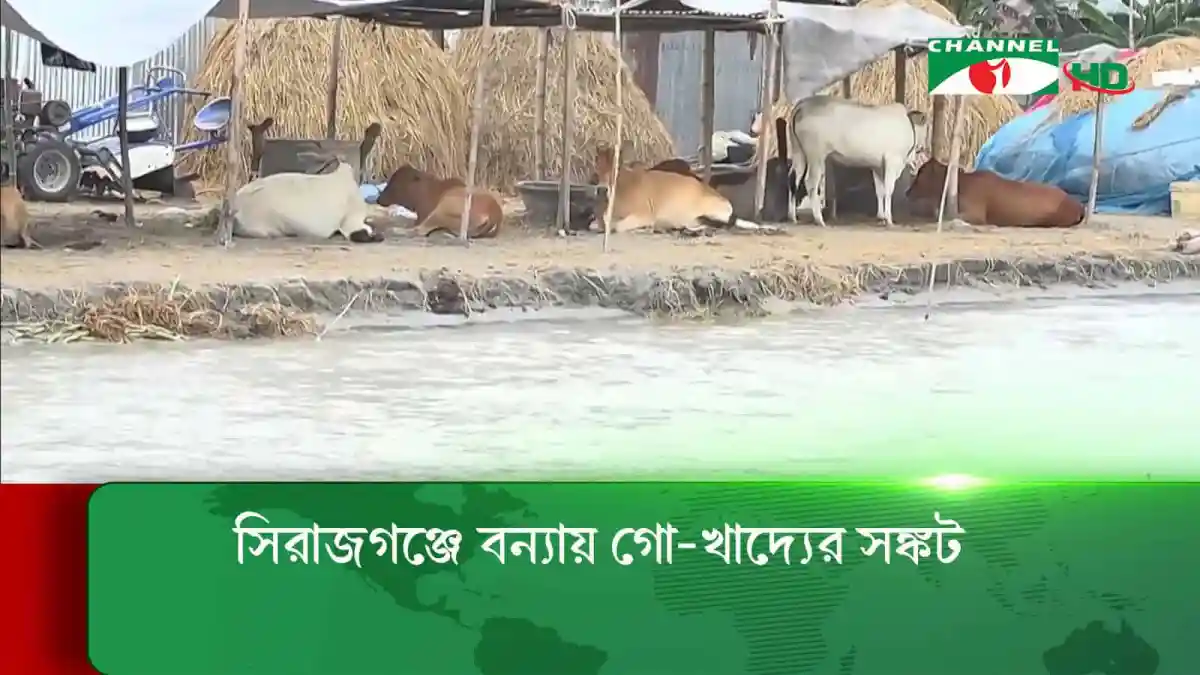 সিরাজগঞ্জে বন্যার পানিতে গো-খাদ্য খাচ্ছে গরু ও ছাগল. Channel i News - চ্যানেল আই নিউজ