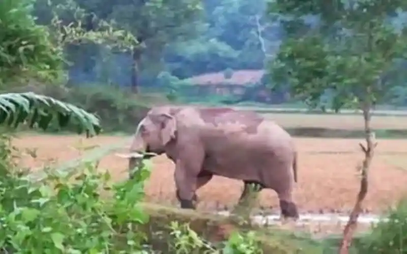 কক্সবাজারে বন্যহাতির আক্রমণে একজনের মৃত্যু, ছবি দেখুন. Channel i News - চ্যানেল আই নিউজ