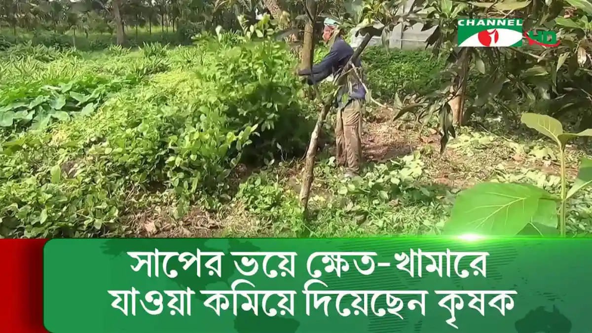 সাভারে কৃষকের জমিতে ভাইপার সাপ দেখা গেছে, আতঙ্কে এলাকাবাসী. Channel i News - চ্যানেল আই নিউজ