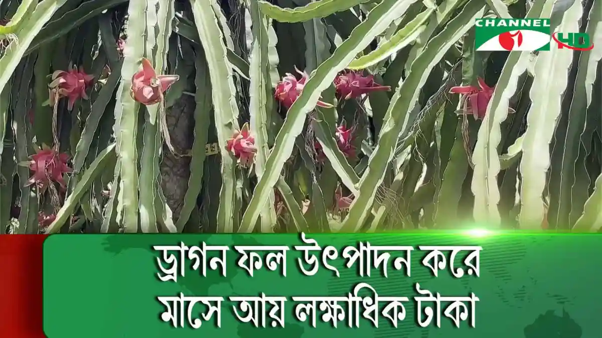 ড্রাগন ফলের গাছের ফুল ও ফলের ছবি, কৃষকের সফলতা. Channel i News - চ্যানেল আই নিউজ