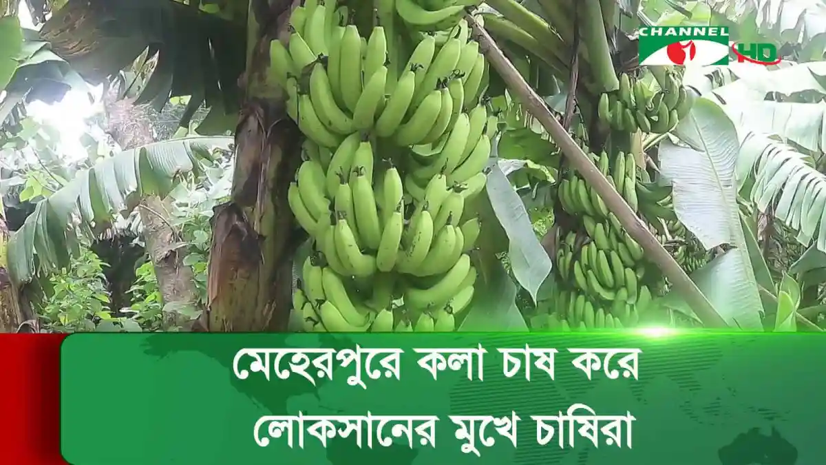 মেহেরপুরে কলা গাছের ঝুড়ি, ফল সংগ্রহের জন্য প্রস্তুত. Channel i News - চ্যানেল আই নিউজ