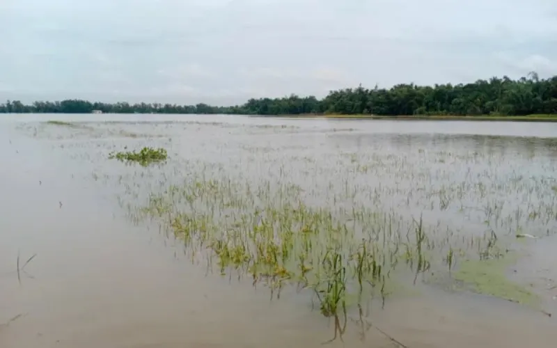 খুলনা অঞ্চলে বন্যার কারণে জমির ফসল ও মাছের ঘের ডুবে গেছে. Channel i News - চ্যানেল আই নিউজ