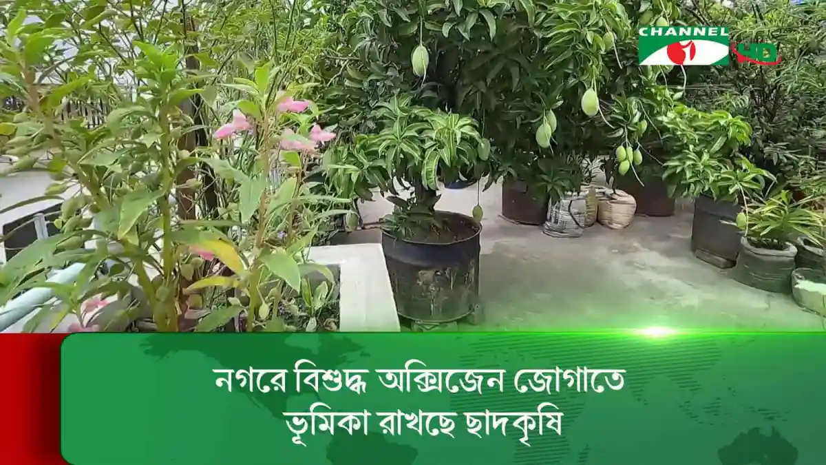 নগরে ছাদকৃষি মাধ্যমে বিশুদ্ধ অক্সিজেন উৎপাদন ও পরিবেশের উন্নতি. Channel i News - চ্যানেল আই নিউজ