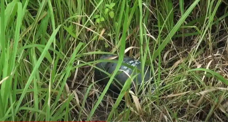 পরিত্যক্ত অবস্থায় পাওয়া গ্রেনেডটি ঘাসের মধ্যে লুকানো।. Channel i News - চ্যানেল আই নিউজ