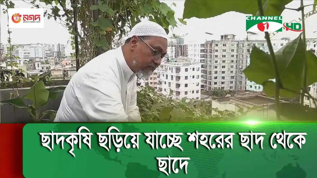 শহরে ছাদে সবজি চাষের ছবি, কৃষক কাজ করছে. Channel i News - চ্যানেল আই নিউজ