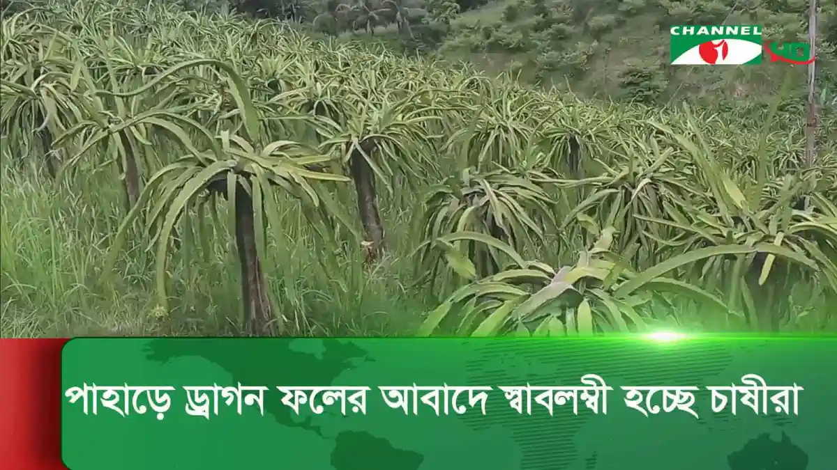 বান্দরবানে ড্রাগন ফলের আবাদ বৃদ্ধি পাচ্ছে, পাহাড়ি অঞ্চলে কৃষি উন্নয়ন. Channel i News - চ্যানেল আই নিউজ