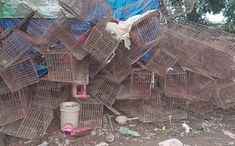 বন্যায় ক্ষতিগ্রস্ত পাখির খাঁচা ও ধ্বংসপ্রাপ্ত পাখি. Channel i News - চ্যানেল আই নিউজ