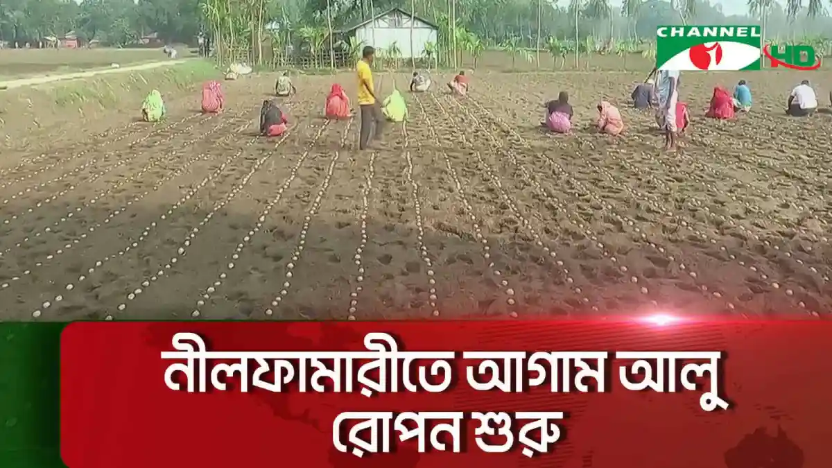 নীলফামারীতে আগাম আলু রোপন শুরু, কৃষকরা মাঠে কাজ করছে. Channel i News - চ্যানেল আই নিউজ