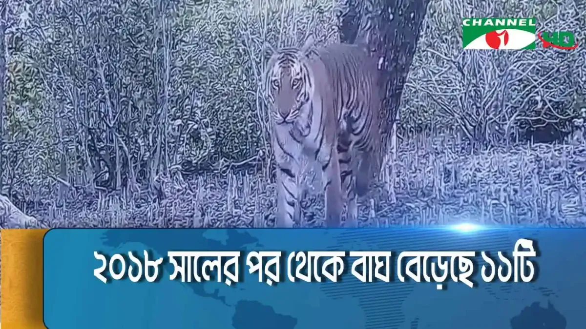 সুন্দরবনে ১২৫টি বাঘের জরিপের ফলাফল দেখাচ্ছে ছবি. Channel i News - চ্যানেল আই নিউজ