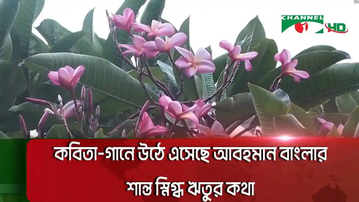 বাগানে সুন্দর পিঙ্ক রঙের ফুলের ছবি. Channel i News - চ্যানেল আই নিউজ
