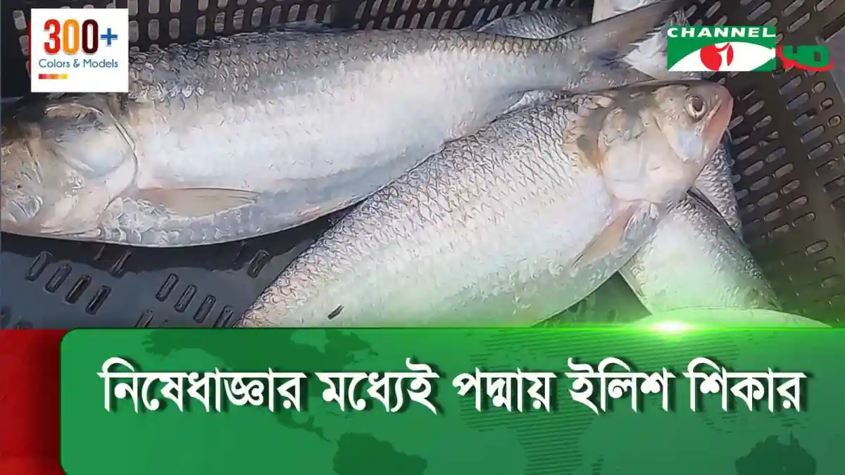মাছের বাজারে মা ইলিশের ছবি, প্রজনন মৌসুমে নিষেধাজ্ঞা চলমান. Channel i News - চ্যানেল আই নিউজ