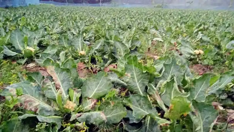 ফুলকপি ক্ষেতের বিস্তীর্ণ চিত্র, সবুজ পাতা ও ফুলের কুঁড়ি দেখা যাচ্ছে. Channel i News - চ্যানেল আই নিউজ