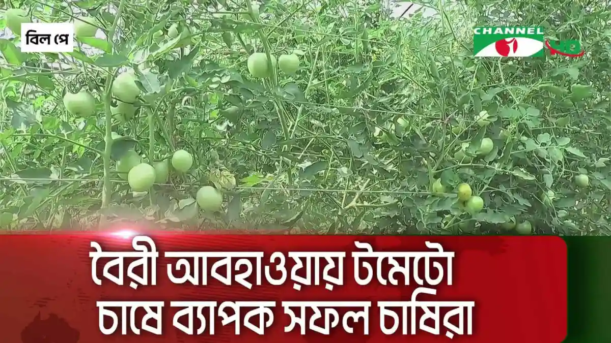 যশোরে হাইব্রিড জাতের টমেটো চাষের দৃশ্য. Channel i News - চ্যানেল আই নিউজ