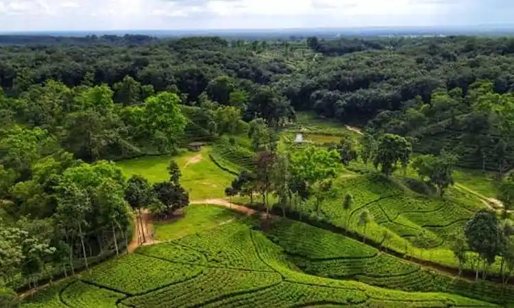শ্রীমঙ্গলের দার্জিলিং টিলা, সবুজ পাহাড় ও চা বাগান. Channel i News - চ্যানেল আই নিউজ