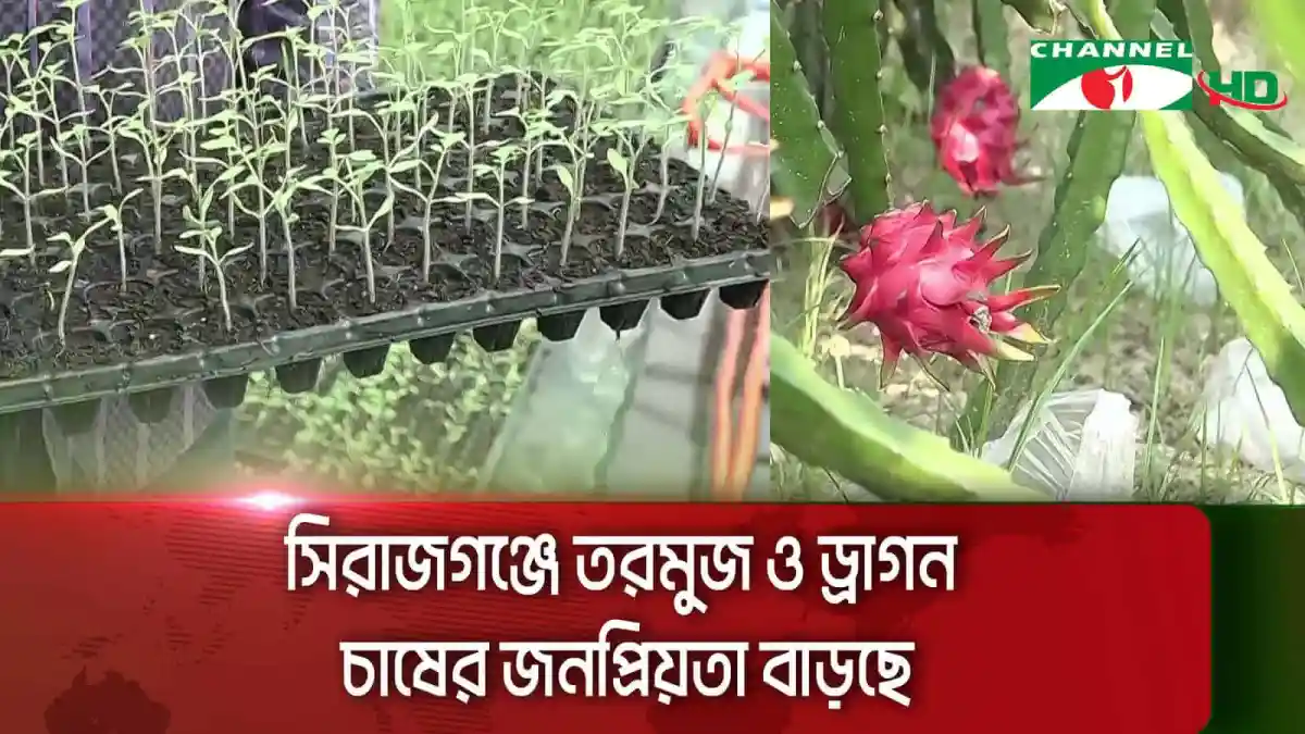 সিরাজগঞ্জে তরমুজ ও ড্রাগন চাষের জনপ্রিয়তা বাড়ছে, কৃষকদের আগ্রহ বৃদ্ধি. Channel i News - চ্যানেল আই নিউজ