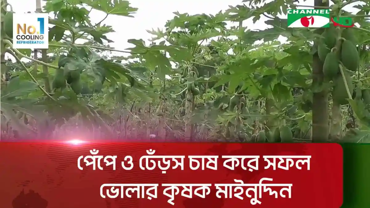 ভোলার কৃষক মাইনুদ্দিনের পেঁপে ও ঢেঁড়স চাষের ছবি. Channel i News - চ্যানেল আই নিউজ