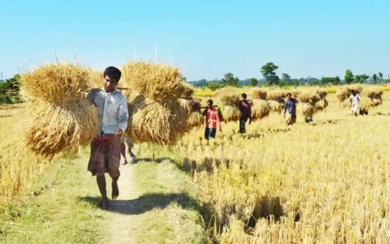 ধানের মাঠে ধান সংগ্রহে ব্যস্ত কৃষকরা, উৎসবের প্রস্তুতি চলছে. Channel i News - চ্যানেল আই নিউজ