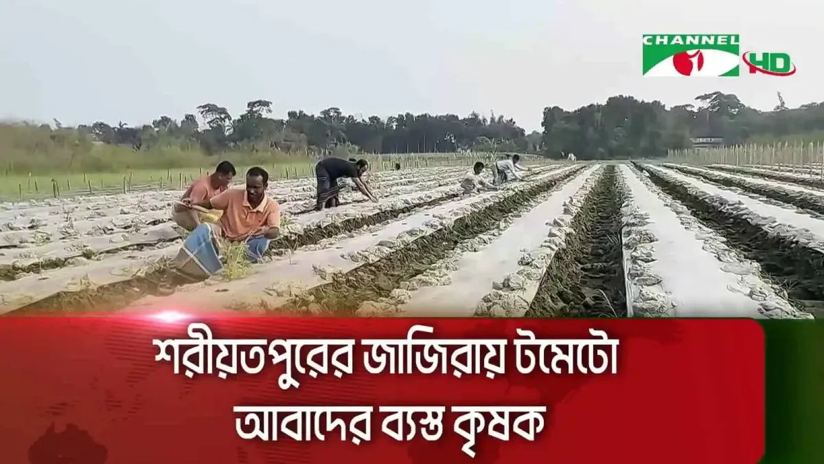 শরীয়তপুরে কৃষকরা টমেটো চাষে ব্যস্ত. Channel i News - চ্যানেল আই নিউজ