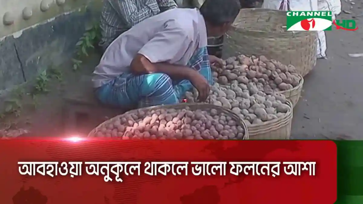 গাইবান্ধায় আলু চাষের জন্য কৃষকরা মাটিতে আলু রোপণ করছেন. Channel i News - চ্যানেল আই নিউজ