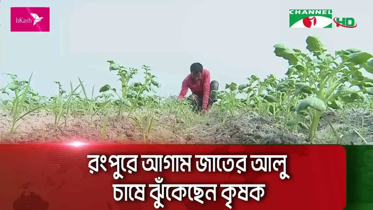 রংপুরে কৃষক আগাম আলু চাষে ঝুঁকেছেন, মাঠে কাজ করছেন।. Channel i News - চ্যানেল আই নিউজ