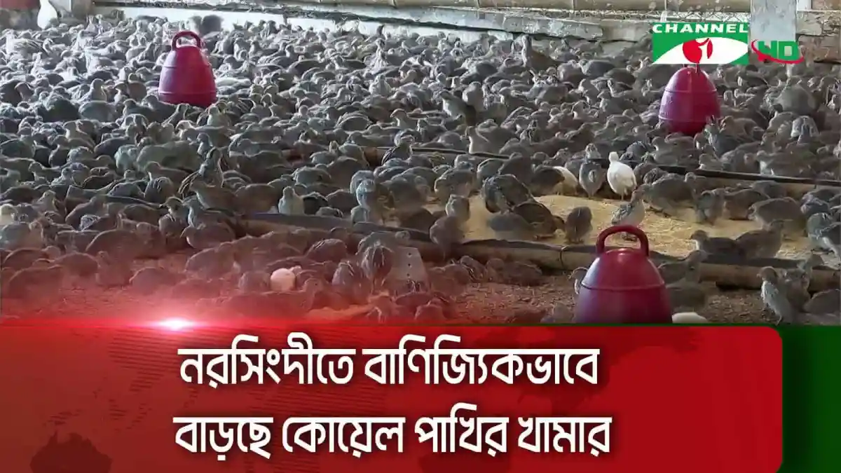 নরসিংদীতে কোয়েল পাখির বড় খামার, হাজার হাজার পাখি দেখা যাচ্ছে. Channel i News - চ্যানেল আই নিউজ