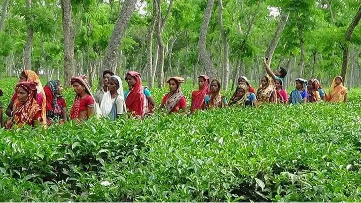 চা বাগানে শ্রমিকরা কর্মবিরতিতে, শ্রমিকদের আন্দোলন. Channel i News - চ্যানেল আই নিউজ