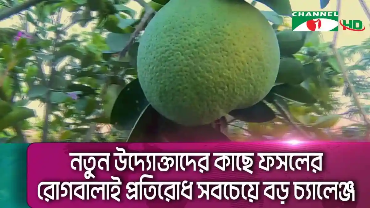 নতুন ফলের গাছের চারা গাছে ফলের গাছের ছবি. Channel i News - চ্যানেল আই নিউজ