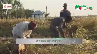 নীলফামারীতে আমন ধানের আবাদ