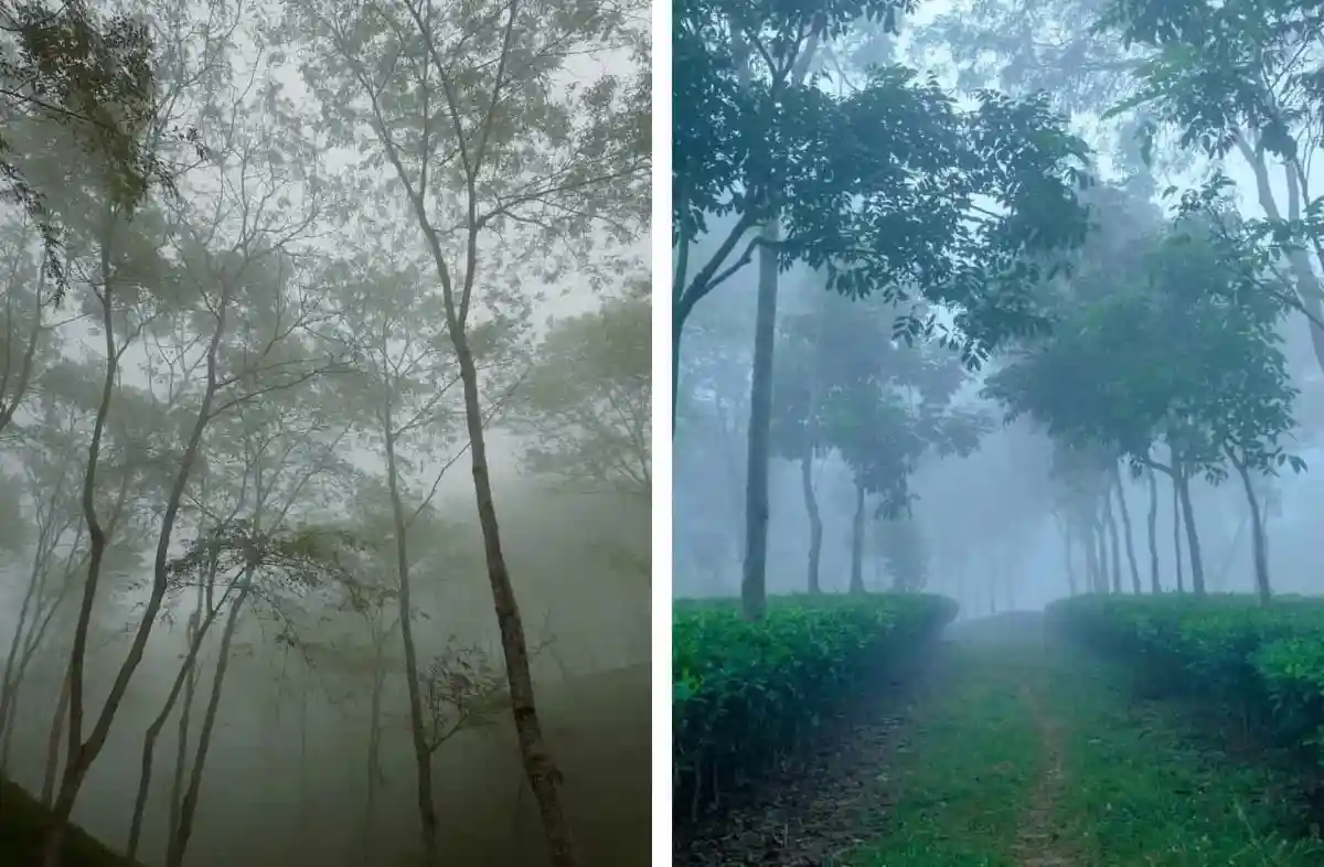 শ্রীমঙ্গলে কুয়াশাচ্ছন্ন বনাঞ্চল ও শীতল পরিবেশের ছবি. Channel i News - চ্যানেল আই নিউজ