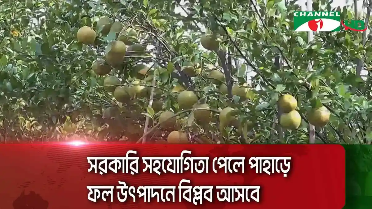 পাহাড়ে ফলের গাছের ঝুড়ি, ফল সংগ্রহের দৃশ্য. Channel i News - চ্যানেল আই নিউজ