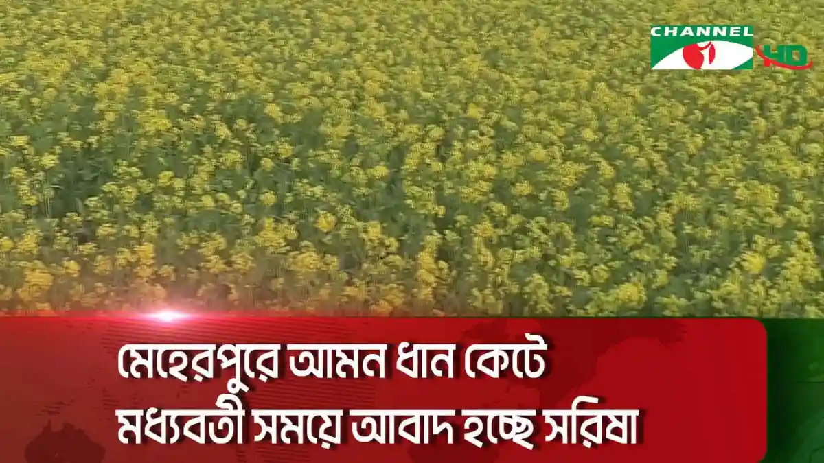 মেহেরপুরে আমন ধান কাটা ও সরিষা আবাদ চলছে. Channel i News - চ্যানেল আই নিউজ